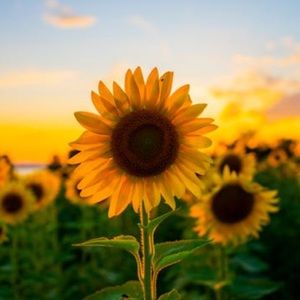 Meet your Posher, Lennox